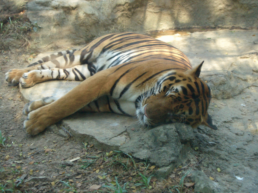 Urlaub_Bangkok_Tiger