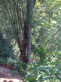 Bäume mit Ramk-Pflanzen im Stones Garden UdonThani