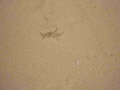 Ausflug_zu_Phiphi_Island1