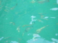 fische_phiphi_island1