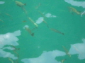 fische_phiphi_island3