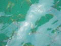 fische_phiphi_island4