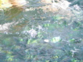 fische_phiphi_island